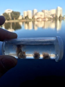 Kieran, with his sharp eyes, spotted and caught a half dozen nudibranchs in the lake.