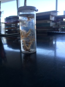 Nudibranchs on my desk.