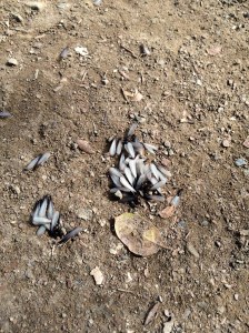 Reticulitermes hesperus alates emerging from two holes in the trail.