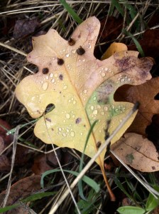 Tiny red cone galls on a white oak leaf. They're formed by a tiny wasp, Andricus kingi.