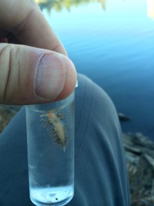 A nudibranch climbs the side of the container.