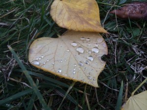 Overnight rain spangled the world with tiny silver droplets.