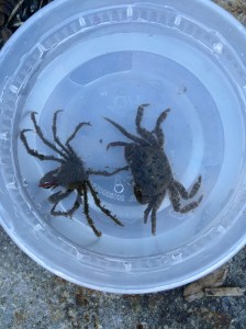 We also caught a shore crab, Pachygrapsus, on the right.
