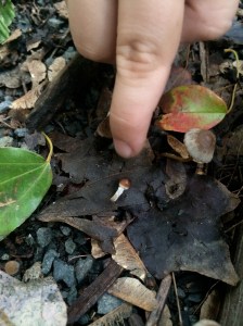 A tiny mushroom growing from a leaf.
