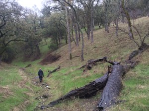 We eschewed trails and hiked up the stream course itself, following the furrow up the mountain.