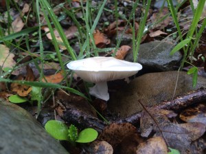 One of the dozen or so types of mushrooms we found.