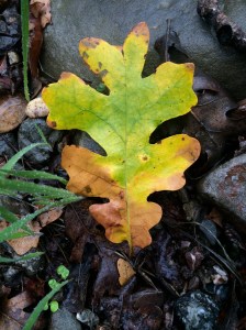 A fallen white oak leaf shows what passes for autumn colors out here.