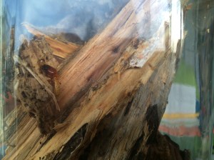 A large soldier of Zootermopsis angusticollis.