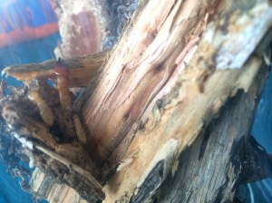 A soldier and large nymphs of Zootermopsis angusticollis.