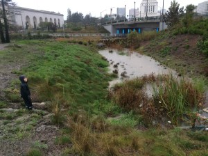 The overflow ponds are doing their job -- this one has grown five- or sixfold.