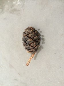 The cone of a giant sequoia, about the size of an egg.