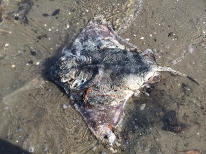 We flipped it over to get a look at the dorsal side.