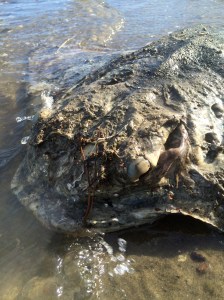 The eyes were damaged but still clearly visible.