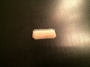 We extracted one of the Bat Ray's curious teeth, which are used for cracking shellfish and crabs.