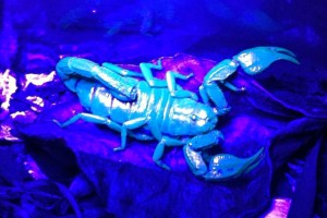 Our largest Uroctonus mordax, about 3 cm long.