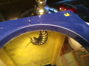 Our largest caterpillar curled up at the top of its little cage.