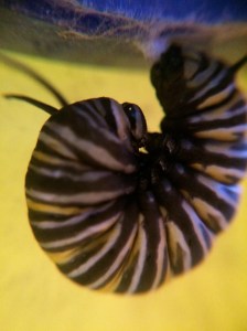 Sometimes it curled a little tighter, other times it relaxed. It had fastened itself to the roof with a bit of strong silk.