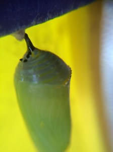 Overnight, the caterpillar transformed into a lovely green and gold chrysalis.