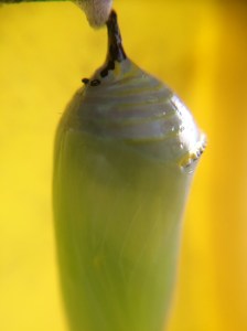 Chrysalis 2