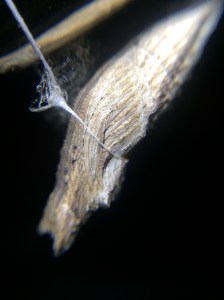 A close up of the chrysalis tied to my lamp.