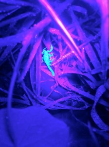 Even our smallest scorpion, which could crouch on a dime, is easily spotted.