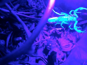 No matter where they hide in the vegetation, the UV light finds them!