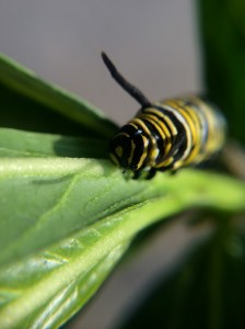 The bitter milkweed makes Monarchs taste bad, which is why the adults are bright orange, to warn predators.