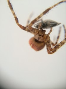 Our Cross Orb Weaver caught a fly for her dinner.