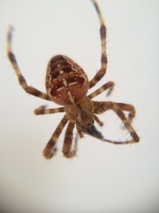 Araneus diadematus 3