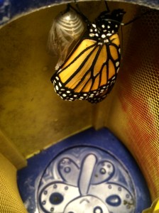 After splitting the shell of its chrysalis, the butterfly extended and expanded his wings.