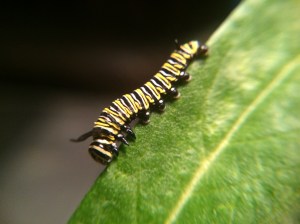 One of Kieran's Monarch caterpillars, happily munching milkweed.