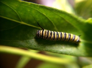 Another Monarch caterpillar.
