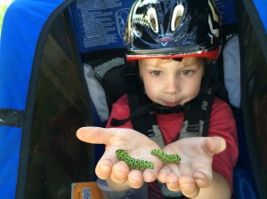 Kieran spotted two fat Anise Swallowtail caterpillars on his way home from school in May.