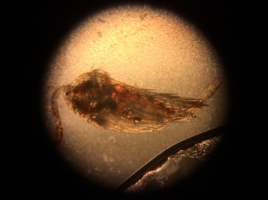 The water teemed with tiny reddish copepods.