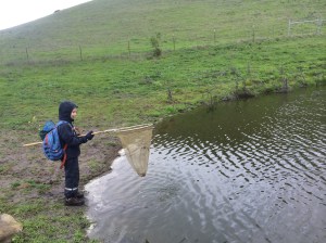 There were so many newts it was easy to catch three or four in a single swipe of the net.