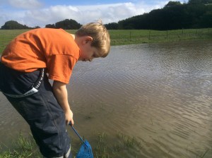 Kieran used a small fish tank net to catch creatures in the water.