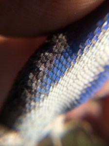 The fence lizard is sometimes called a "blue belly" for obvious reasons.