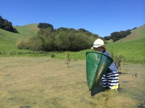 We used various sweep nets to capture all sorts of creatures, including tadpoles, insects, and scuds.