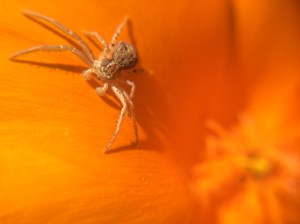 A crab spider perched on a poppy petal.