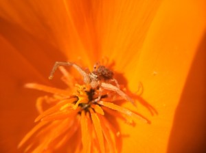 The spiders legs resemble the filaments inside the flower.