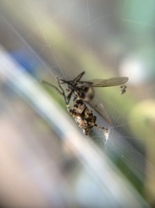 Cyclosa turbinata is not afraid to tackle prey bigger than itself!