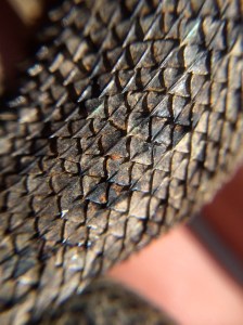 The scales on its back are "keeled."