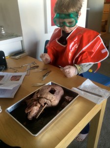 Looking at the heart