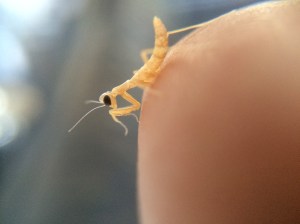 A newly hatched nymph of Mantis religiosa.