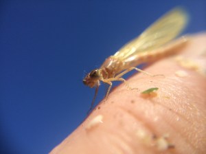 Dozens of frail, pale new damselflies dried their wings on the raft of duckweed atop the water.