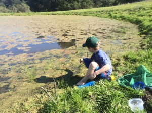 Using a pipette with a rubber bulb to sample the water.