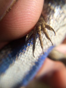 A close up of the fence lizard's front foot.