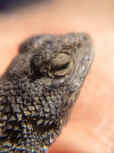 A western fence lizard.