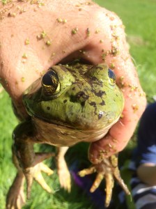 A medium sized frog from the second pond.