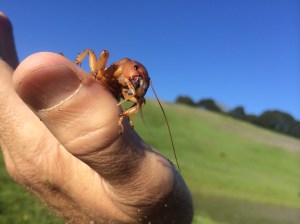 Though the cricket, called a Potato Bug by some, looks scary, it is a harmless vegetarian.